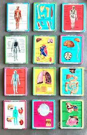 Figurine in metallo "il corpo umano"