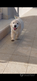 Cuccioli di Golden Retriever