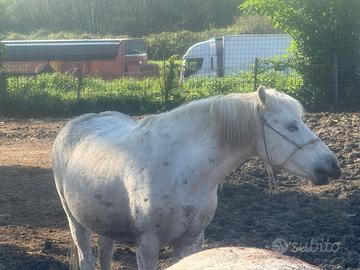 2 cavalle gravide paint non color e cavalla bianca