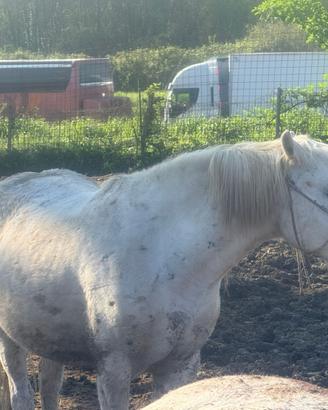 2 cavalle gravide paint non color e cavalla bianca