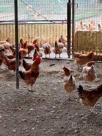 galli e galline