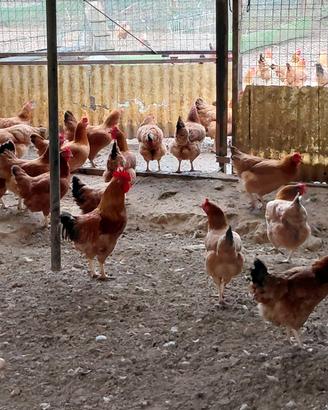 galli e galline