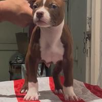 Cuccioli di american pit bull terrier