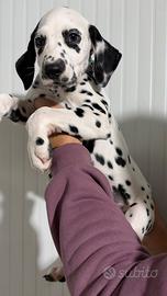 Dalmata maschio