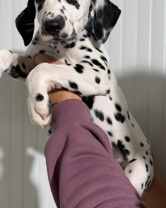 Dalmata maschio