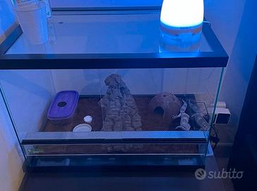 Terrario per gechi leopardini