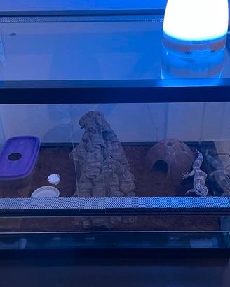 Terrario per gechi leopardini