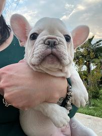 Bulldog francese esotico