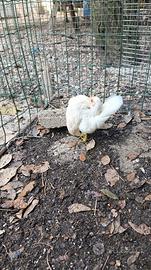 Galline ornamentali