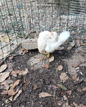 Galline ornamentali