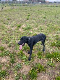 Kurzhaar maschio disponibile x monta