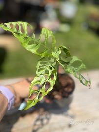 Pianta Monstera Peru