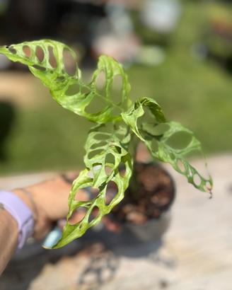 Pianta Monstera Peru