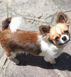 cagnolina piccola taglia