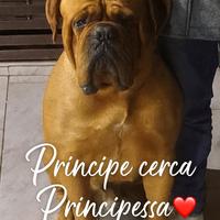 Dogue de bordeaux disponibile per accoppiamento
