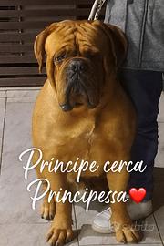 Dogue de bordeaux disponibile per accoppiamento