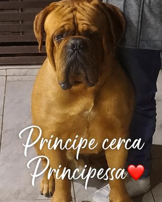 Dogue de bordeaux disponibile per accoppiamento
