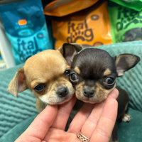 Chihuahua toy messicano