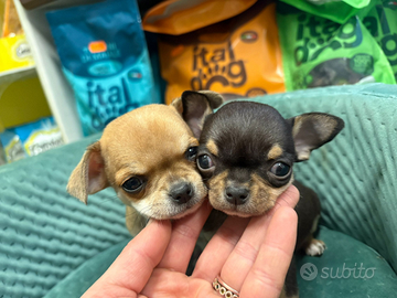 Chihuahua toy messicano