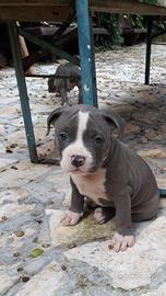 American Staffordshire Terrier Blu pedigree ENCI