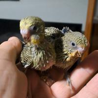 Cocorite allevati a mano