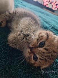 Gattina Scottish Fold Tigrata