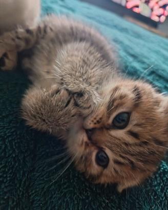 Gattina Scottish Fold Tigrata