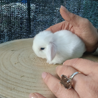 Mini Lop conigli nani