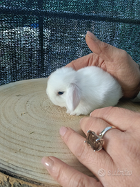 Mini Lop conigli nani