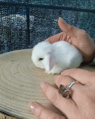 Mini Lop conigli nani