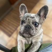 Bulldog Francese esotico