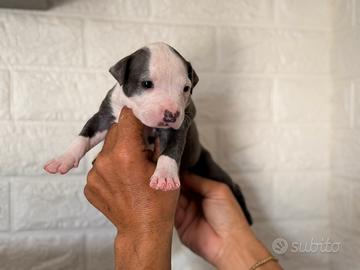Pitbull