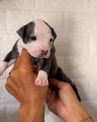 Pitbull