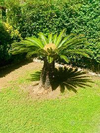 Cycas adulta 40 anni (160 cm)