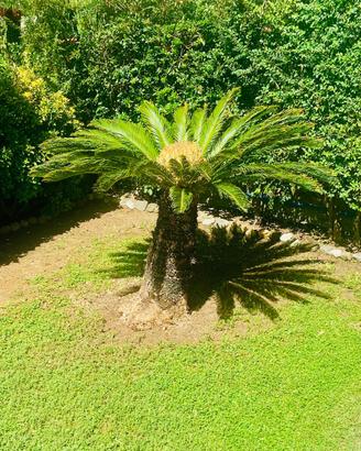 Cycas adulta 40 anni (160 cm)