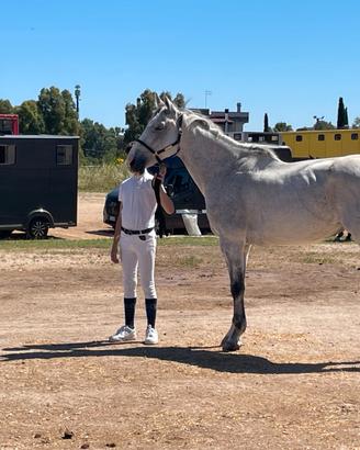 Cavallo da salto
