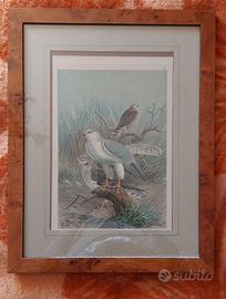 2 stampe tavole enciclopediche Karl Gamnler-radica