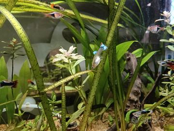 Guppy maschi e femmine