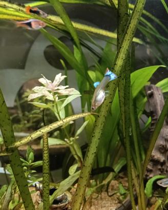 Guppy maschi e femmine