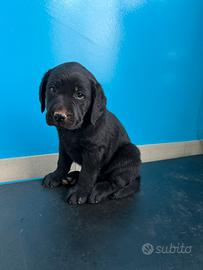 Cucciola Labrador Nera