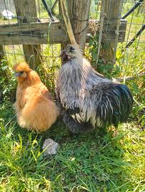 Galline Moroseta