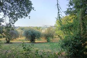 TER. AGRICOLO A POGGIO CATINO