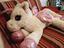 Immagine 1