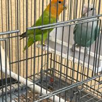 Pappagalli inseparabili