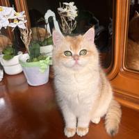 Gattini British Shorthair