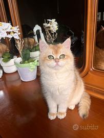 Gattini British Shorthair