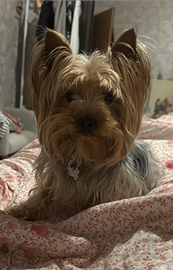 Yorkshire maschio per accoppiamento