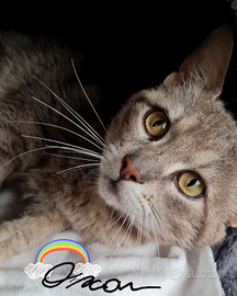 Una famiglia per OSCAR