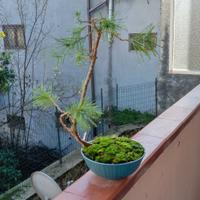 bonsai di pinus pinea 