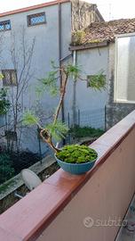 bonsai di pinus pinea 